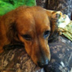 Meet your Posher, Rodney